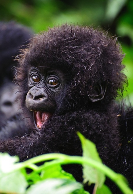 baby gorilla 2