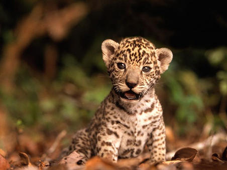 baby jaguar wwf